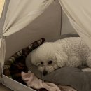 춘이네 멍치원 이미지