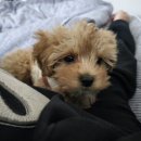 미미애견 | 왜관 애견미용실 미미 애견에 다녀왔어요❤️