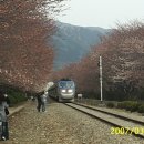 꽃바람 봄바람에 가슴 설렙니다. 이미지