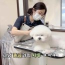 마릴린펫 이미지