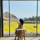 사계남로216번길 | 3월 제주 유채꽃 카페 추천, 산방산 ‘소색채본’ 실시간 후기 (포토존 정리)