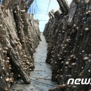 원금농장 뉴스1