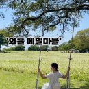 6월 제주도 동쪽여행 가볼만한 곳, 조천 와흘메밀마을 데이트코스 추천 후기(개화현황)