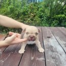 KGB KENNEL 네이버블로그