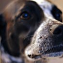 미용할개 이미지