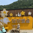 댕댕별 | 양평 댕댕별숲⭐️ c동 내돈내산 후기