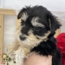 사교농장 이미지