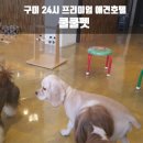 쿨쿨펫 네이버블로그