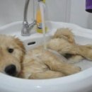 스케치독 이미지