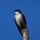 ■ The tree swallow(Tachycineta bicolor) 이미지