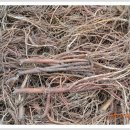 황기농장 이미지