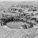 호주 뒤덮은 토끼 2억마리.."160년전 외래종 24마리가 번식" 이미지