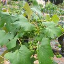 (주)포도 이미지