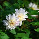 성북1리 이미지