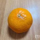 [내돈내산] 곰곰 - 당도선별 귤 먹어본 솔직후기