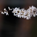 미선나무 꽃 이미지