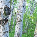 자작나무 이미지