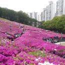 포천철쭉축제 이미지