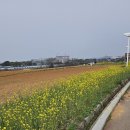용이동 농협 앞 | 안성팜랜드 및 광교sk뷰 41층 스타벅스 뚜벅이방문기~
