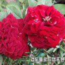 로드헨