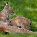 LYNX