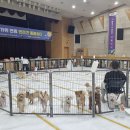 강아지를 부탁해(돌봄) 이미지