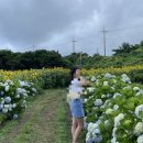 김경숙농장 | 제주 7월 여름 동쪽 여행지 김경숙해바라기농장 후기