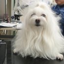 애드펫동물병원 이미지