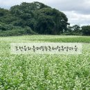 조천읍 와흘메밀마을 | 제주 메밀꽃 축제 조천읍 와흘 메밀밭 농촌체험휴양마을 가을 동쪽 강아지와 가볼만한곳