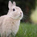 대한토끼 이미지