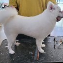 몽클똥개 이미지