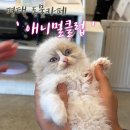 1488 | [평택 동물카페] 동물 먹이주기 체험 가능한 키즈카페 "애니멀클럽" 후기 (강아지, 고양이, 돼지, 양 등)