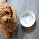 우리강아지 이미지