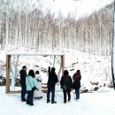 자작나무 숲 이미지