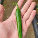 샘밭막국수 이미지