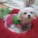 펫 파라다이스 이미지