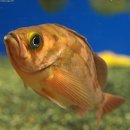 붉은우럭 이미지