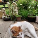 올래민박 이미지