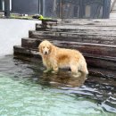 퍼피게스트하우스 이미지