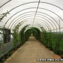콩미당 이미지