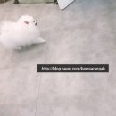 봄사랑 동물병원 이미지