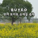 부여 유채꽃 축제 실시간 개화 세도 방울토마토 가격 먹거리 놀거리 후기
