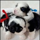 아담스펫 강아지분양 고양이분양 인천본점 이미지