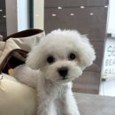 The 이뿌개 네이버블로그
