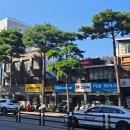 가로수 중앙일보