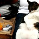 뚱보 고양이 이미지