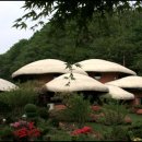 용인나무이야기 이미지