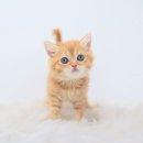 신안동 복음병원 뒤 | 신안동고양이무료분양 오동통 귀염둥이 돼냥이