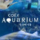 코엑스아쿠아리움 이미지