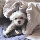 뭉치노래연습장 이미지